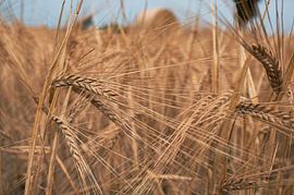 Endless Summer – Golden Grain im Detail von Atelier Nadine