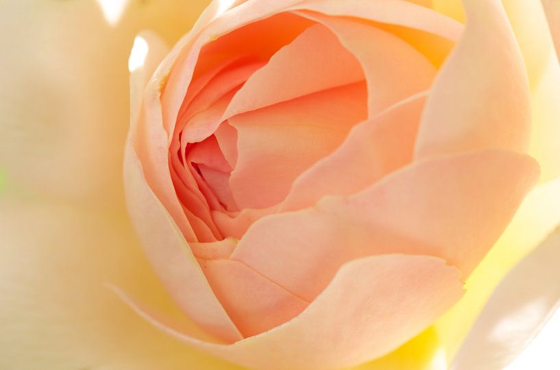 rose by Ries IJsseldijk