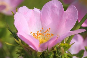 Gros plan d'une rosa canina