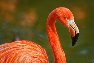 Portrait de flamant rose montrant le pic, l'œil et le cou sur Mohamed Abdelrazek