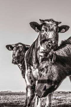 Portrait de la vache