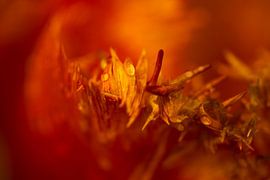 Tulip on fire. Tulip in the Keukenhof. 2