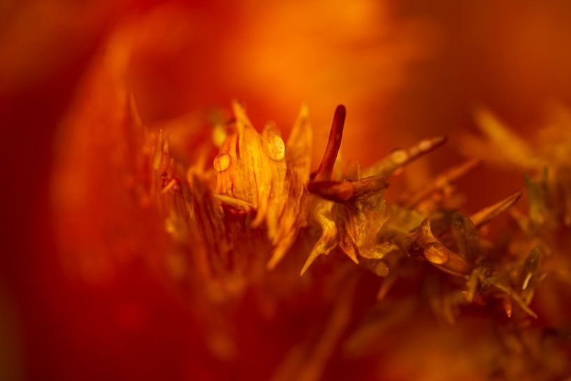 Tulip on fire. Tulip in the Keukenhof. 2 by Alie Ekkelenkamp