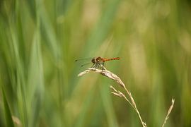 Insecten von José Janssen