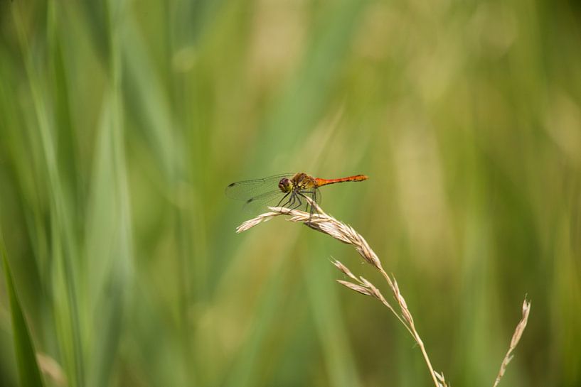 Insecten von José Janssen