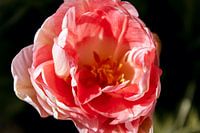 Tulp van dichtbij