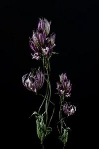 Nature morte de fleurs séchées sur Steven Dijkshoorn