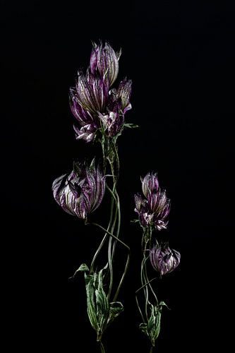 Stilleven opgedroogde bloem kunstwerk
