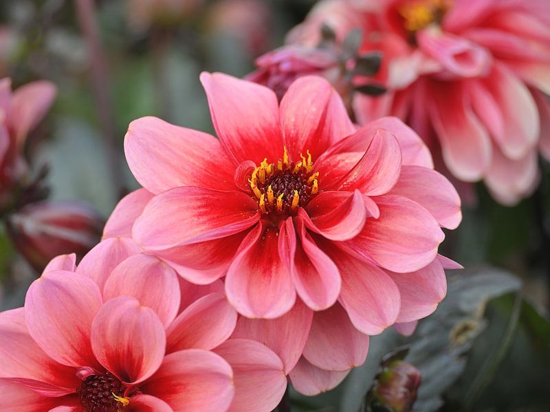 Rosa Dahlien von MMFoto