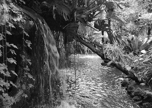 Tropische tuin, in zwart wit