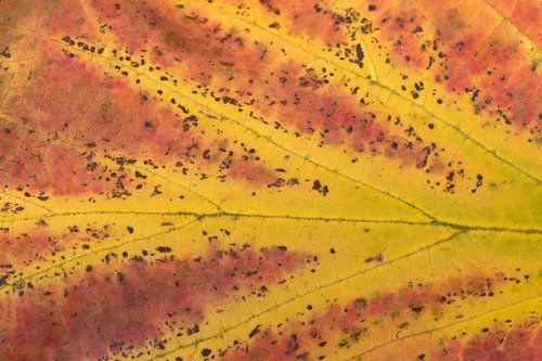 Herfstblad in close up