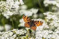Orangefarbener Schmetterling