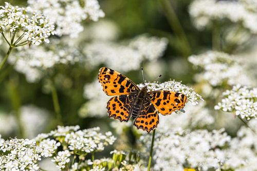 Papillon orange