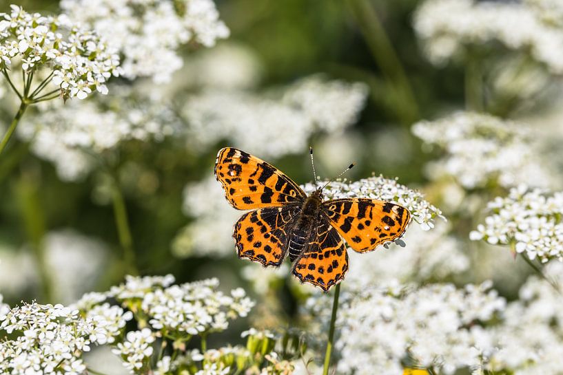 Orangefarbener Schmetterling von STEVEN VAN DER GEEST
