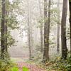hekje in het mistige bos van Ilja Kalle