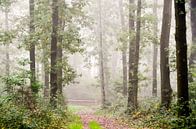 hekje in het mistige bos van Ilja Kalle thumbnail