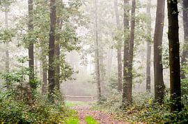 hekje in het mistige bos van Ilja Kalle