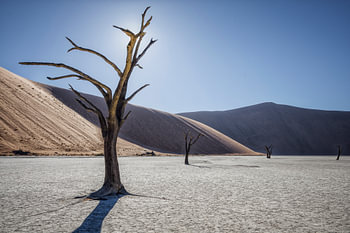 Deadvlei Awakenings