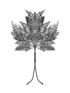 Symmetrisches Pflanzenblatt