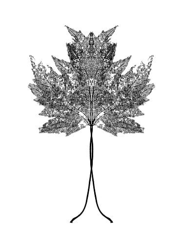 Symmetrisches Pflanzenblatt