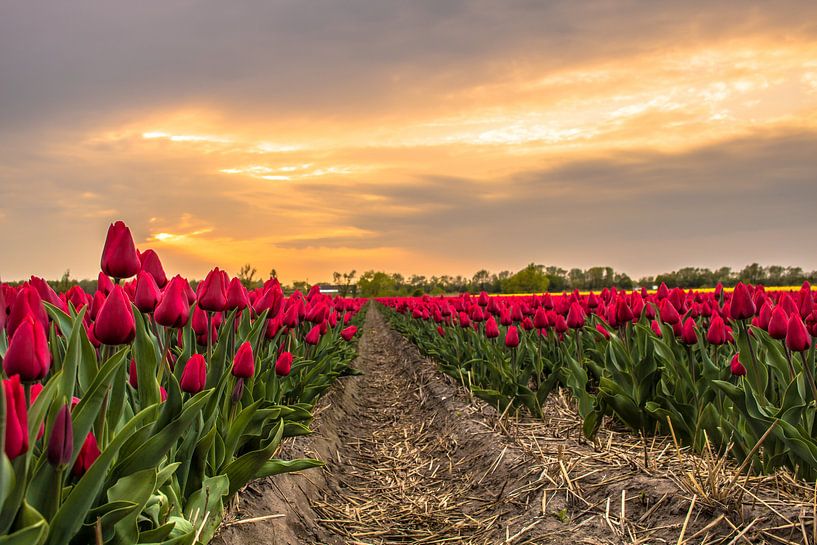 Tulpenveld Noordwijk von Thomas Paardekooper