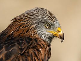 Portrait d'un milan royal au regard perçant sur Paula Ketz