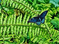 Blauwe Morpho vlinder rustend op varens