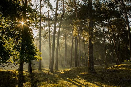 Sprookjesachtige zonnestralen van Loes Fotografie