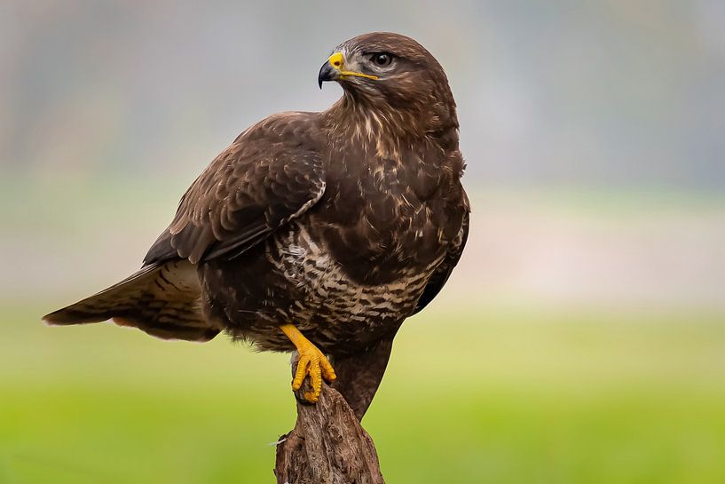 Mäusebussard (Buteo buteo) von Rob Jansen