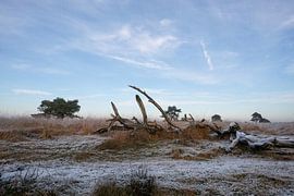 Winterlandschaft Nationalpark Veluwezoom von Arnold van Rooij