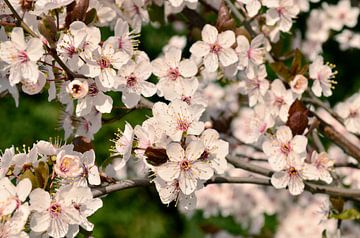 Plum blossom by Corinne Welp
