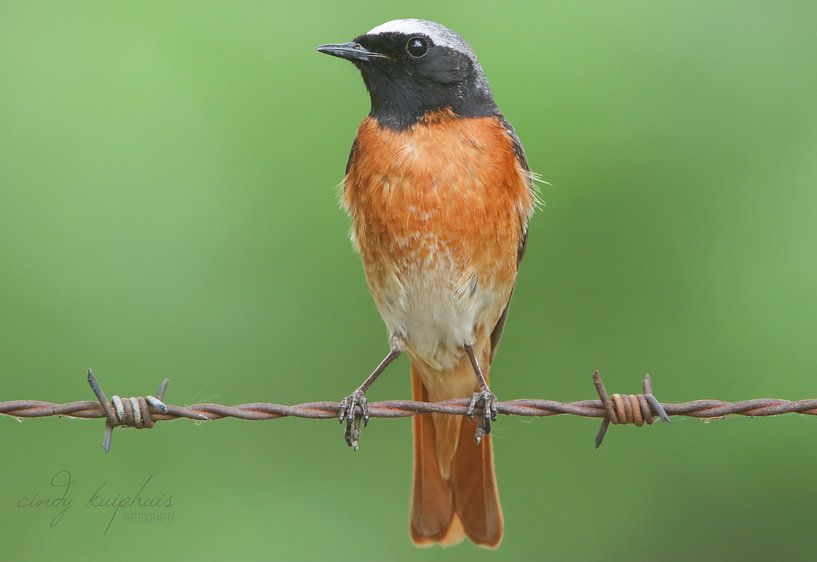 collared redstart by cindy kuiphuis