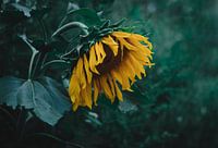 Sad Sunflower