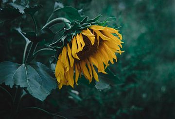 Sad Sunflower van iris hensen