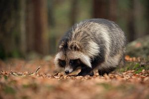 Marderhund ( Nyctereutes procyonoides ) bei der Nahrungssuche im Wald, invasive Art, unerwünschter N