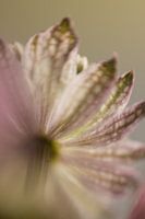 Astrantia