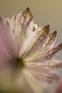 Astrantia sur Blackbird PhotoGrafie