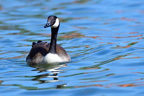 Canada Goose