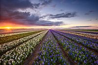 Dutch morning view