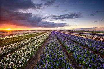 Dutch morning view by Pieter Struiksma