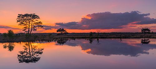 Panorama van een zonsondergang in Nationaal Park Dwingelderveld