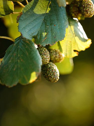 Alder leaves and fruit in the warm light