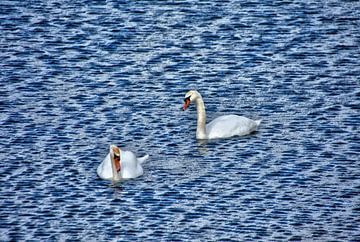 Swan Lake in the Gendtse Waard by Jurjen Jan Snikkenburg