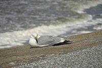 Seagull on dike