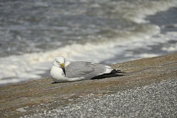 Mouette sur la digue