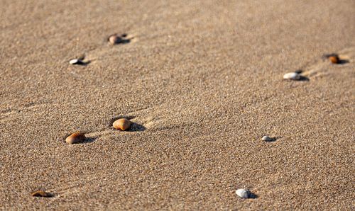 Schelpjes op het natte strand