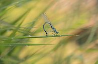 Acrobatics of a damselfly by Moetwil en van Dijk - Fotografie thumbnail