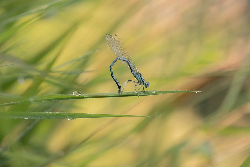 Acrobatics of a damselfly by Moetwil en van Dijk - Fotografie