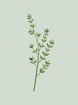 Branche de thym délicate sur Giandra Safaraz