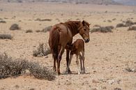 Wild horses in Garub in Namibia, Africa by Patrick Groß thumbnail
